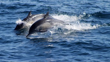 Чорне море.  Біолог: не менше 3000  дельфіни загинули в результаті війни