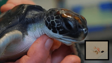 Австралія: Крихітна черепаха викидала пластик протягом шести днів.  Деякі порізи були гострими