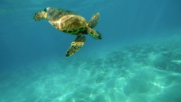 Японія: щонайменше 30 черепах були знайдені мертвими на пляжі.  Деякі з них мали ножові поранення