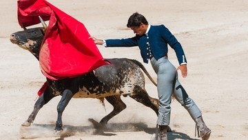 Іспанія  Три смертельні випадки під час погоні за биками.  Pacma Party вимагає покласти край традиціям