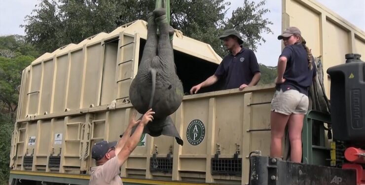 Сплячого молодого слона пересаджують у спеціальну вантажівку