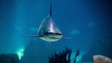 Напади акул в Єгипті.  Була вказана більша загроза для туристів