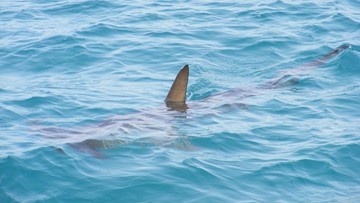 Нью-Йорк.  Біля узбережжя Лонг-Айленда нападає акула.  Влада закликає бути обережними