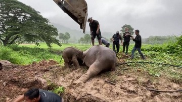 Таїланд.  Рятувальна операція в національному парку.  Слоненя застрягло в каналізації