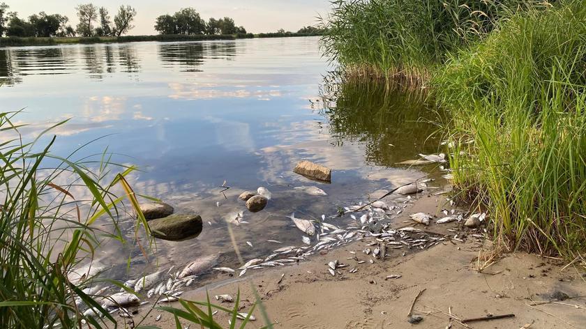 Календар екологічної катастрофи на річці Одер
