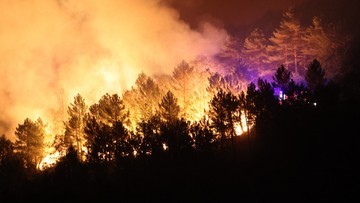 Рекордні лісові пожежі в Європі. "Боїмося, що буде гірше"