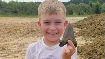 США.  Незвичайна знахідка.  Восьмирічний хлопчик викопав зуб у доісторичної акули