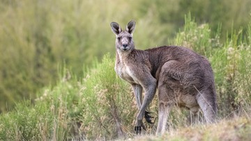 Австралія: 77-річний чоловік тримав вдома кенгуру.  Тварина напала на нього
