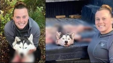 США: Жінка вбила та здерла шкіру з собаки хаскі. "Вона переплутала його" з вовком