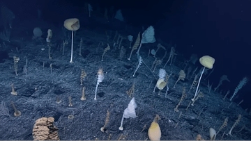 У глибинах океану виявлено загадкове явище. "Ліс цікавинок"
