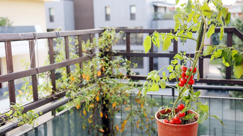 Себастьян Куліс про вирощування овочів на балконі