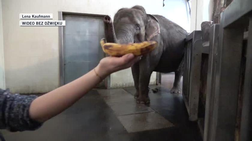 Слон чистить банан